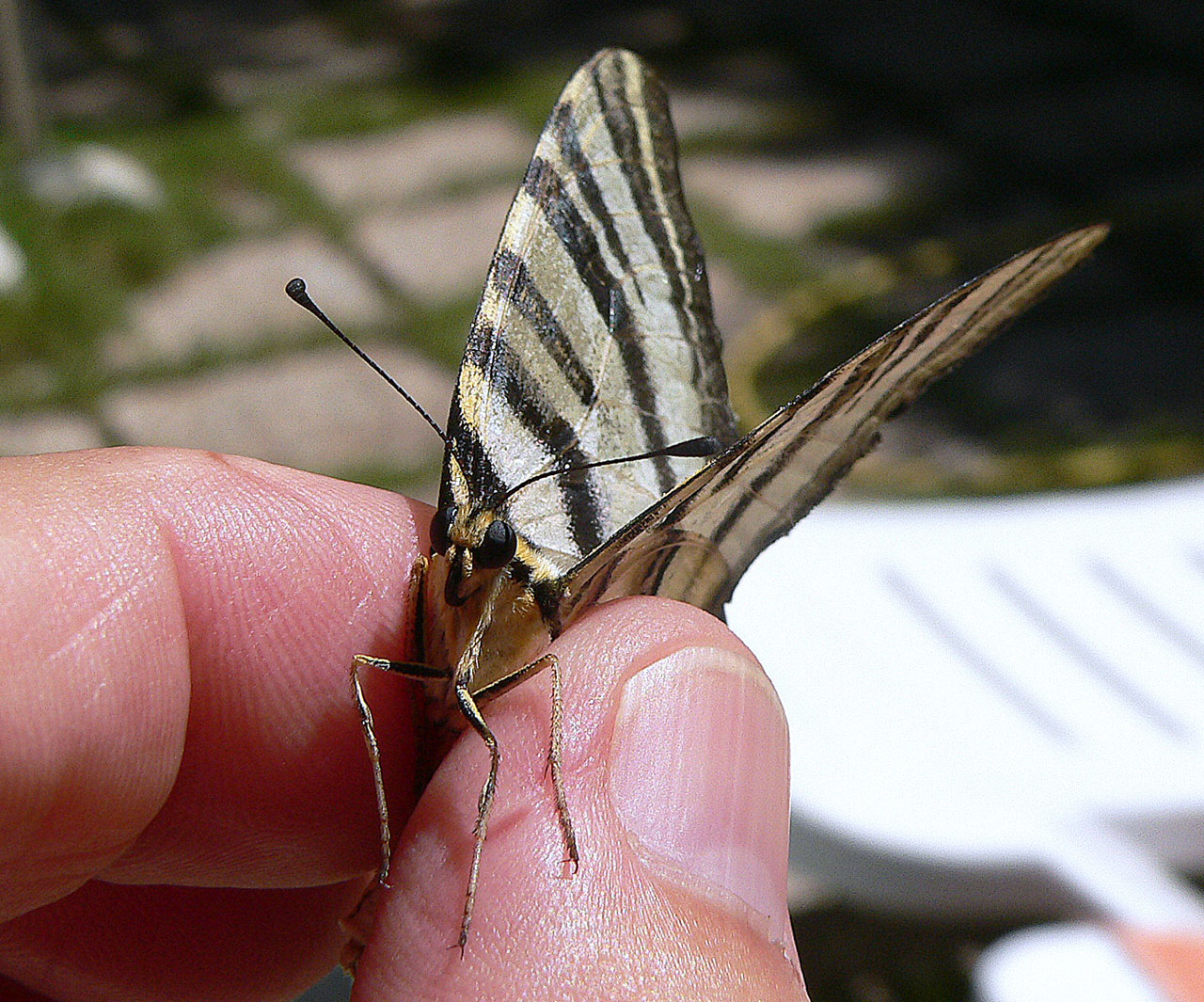 animals scarce swallowtail free pictures free photo