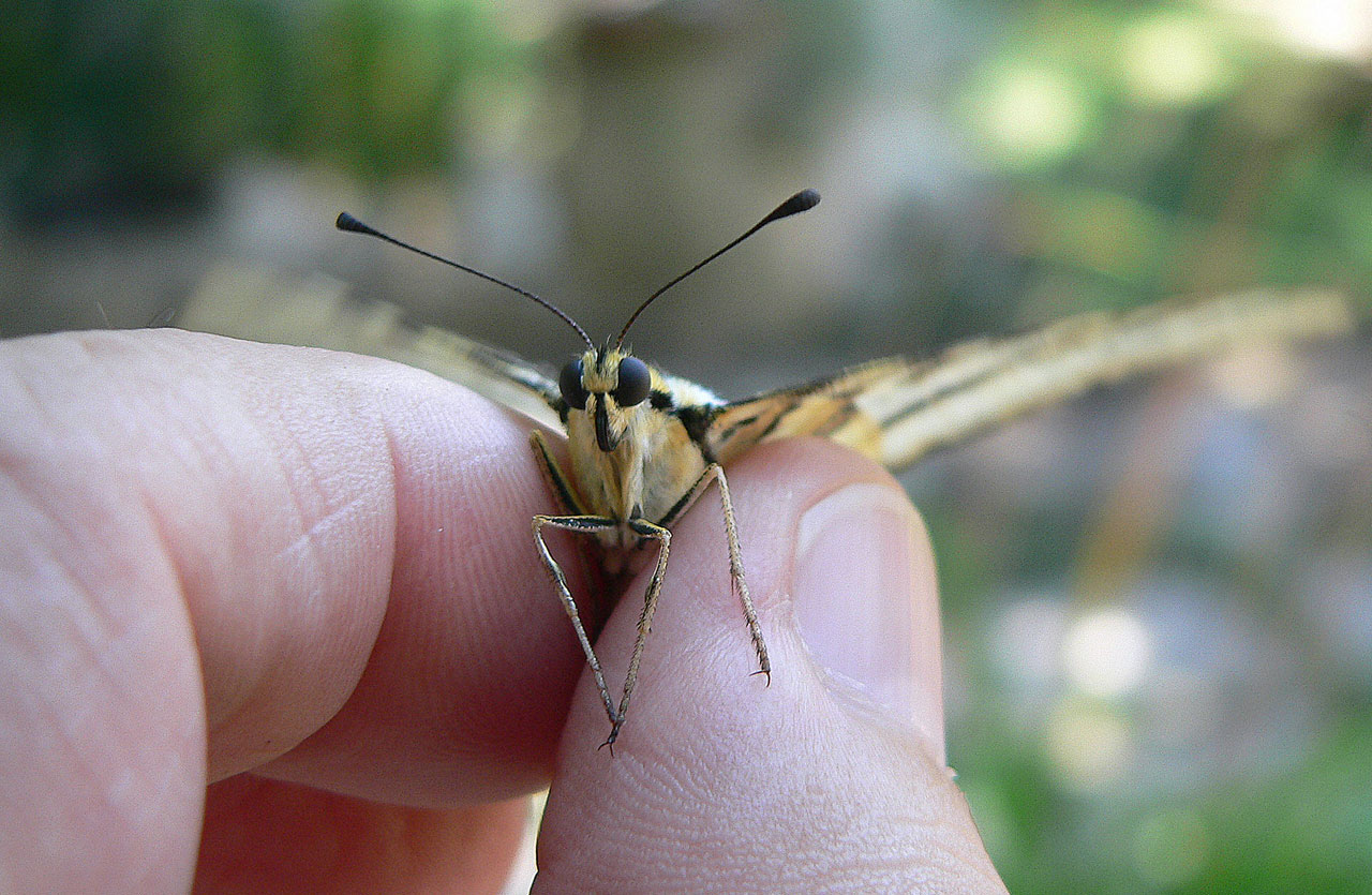 animals scarce swallowtail 2 free pictures free photo