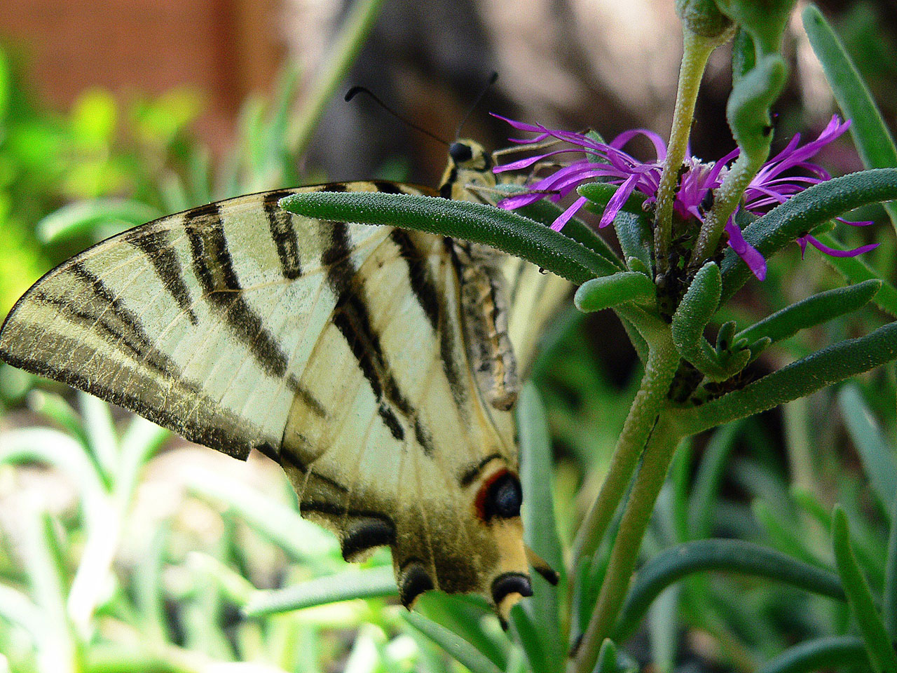 animals scarce swallowtail 5 free pictures free photo