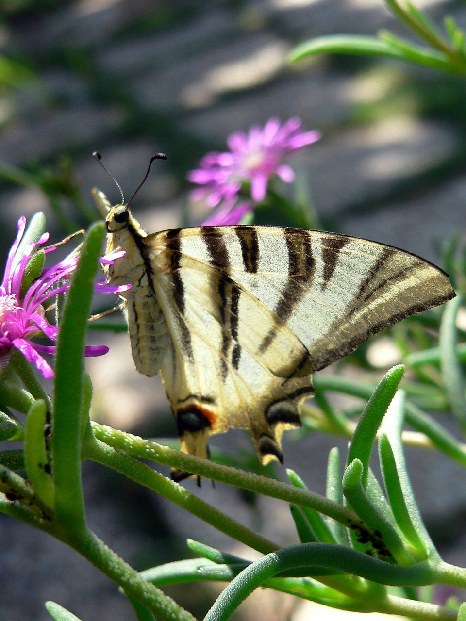 animals scarce swallowtail 8 free pictures free photo