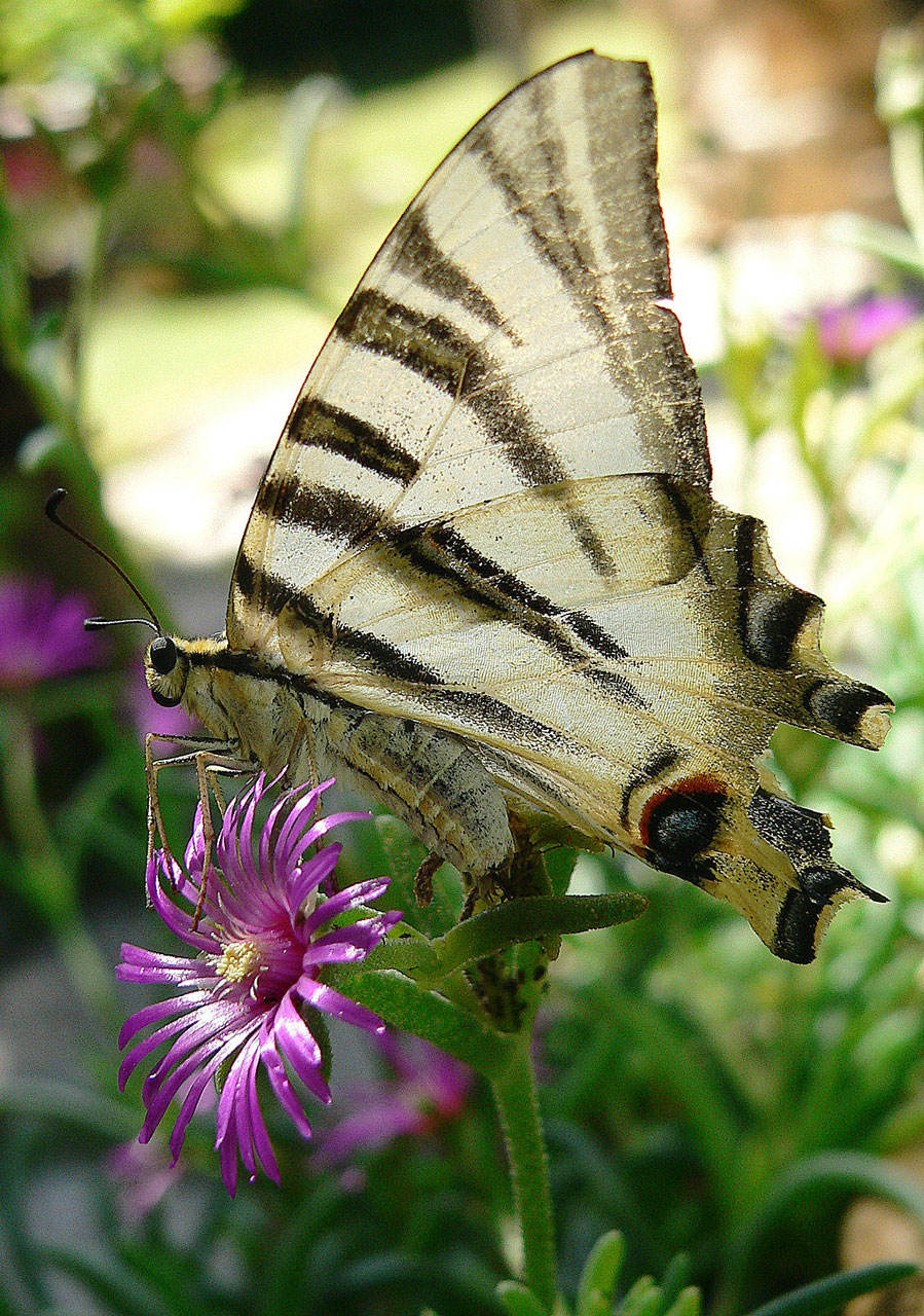 animals scarce swallowtail 9 free pictures free photo