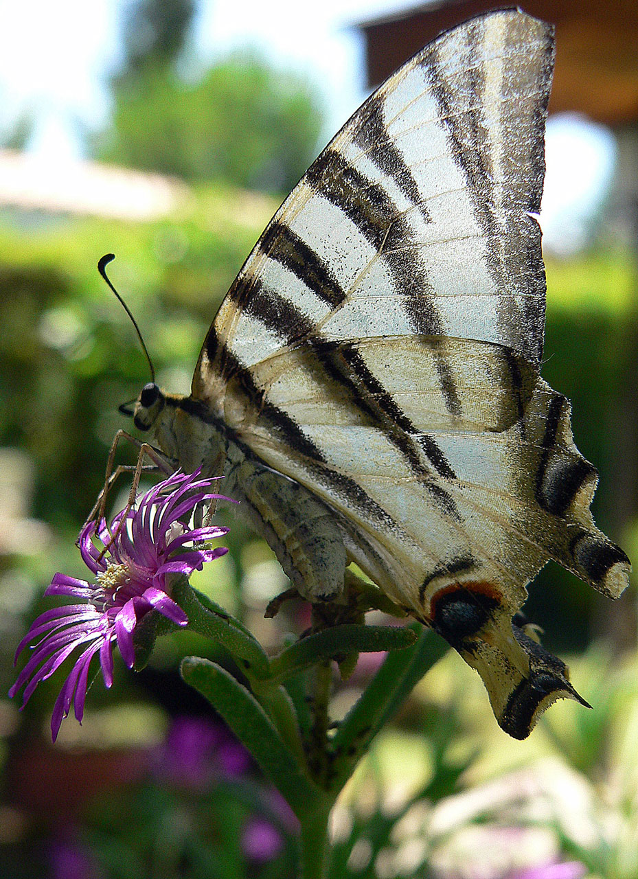 animals scarce swallowtail 10 free pictures free photo