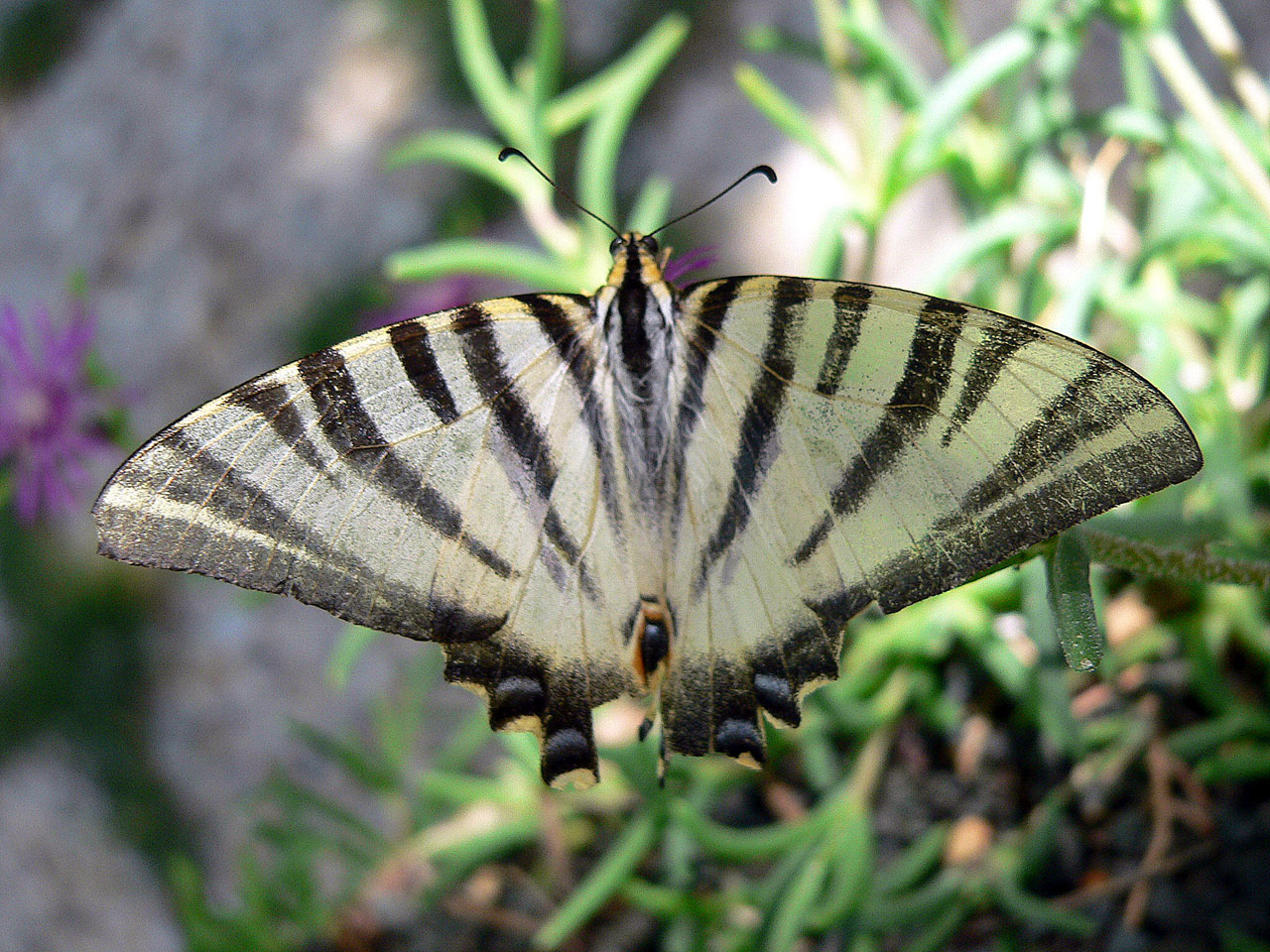 animals scarce swallowtail 11 free pictures free photo