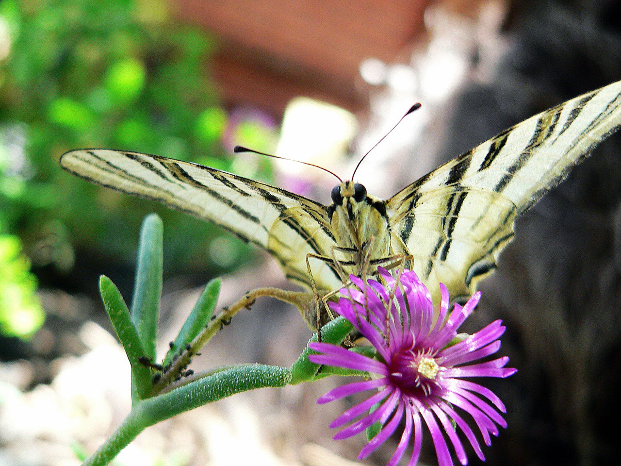 animals scarce swallowtail 13 free pictures free photo