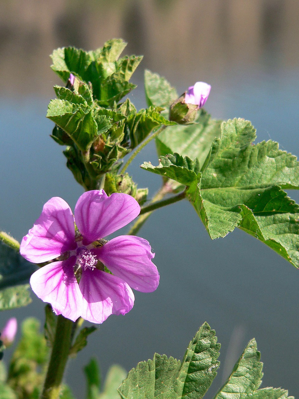 nature common mallow free pictures free photo