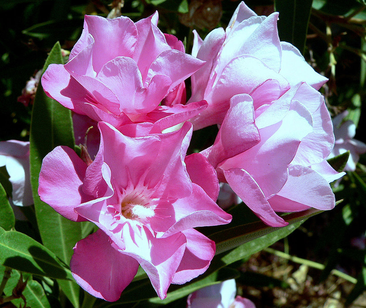 nature flowers the oleander free photo