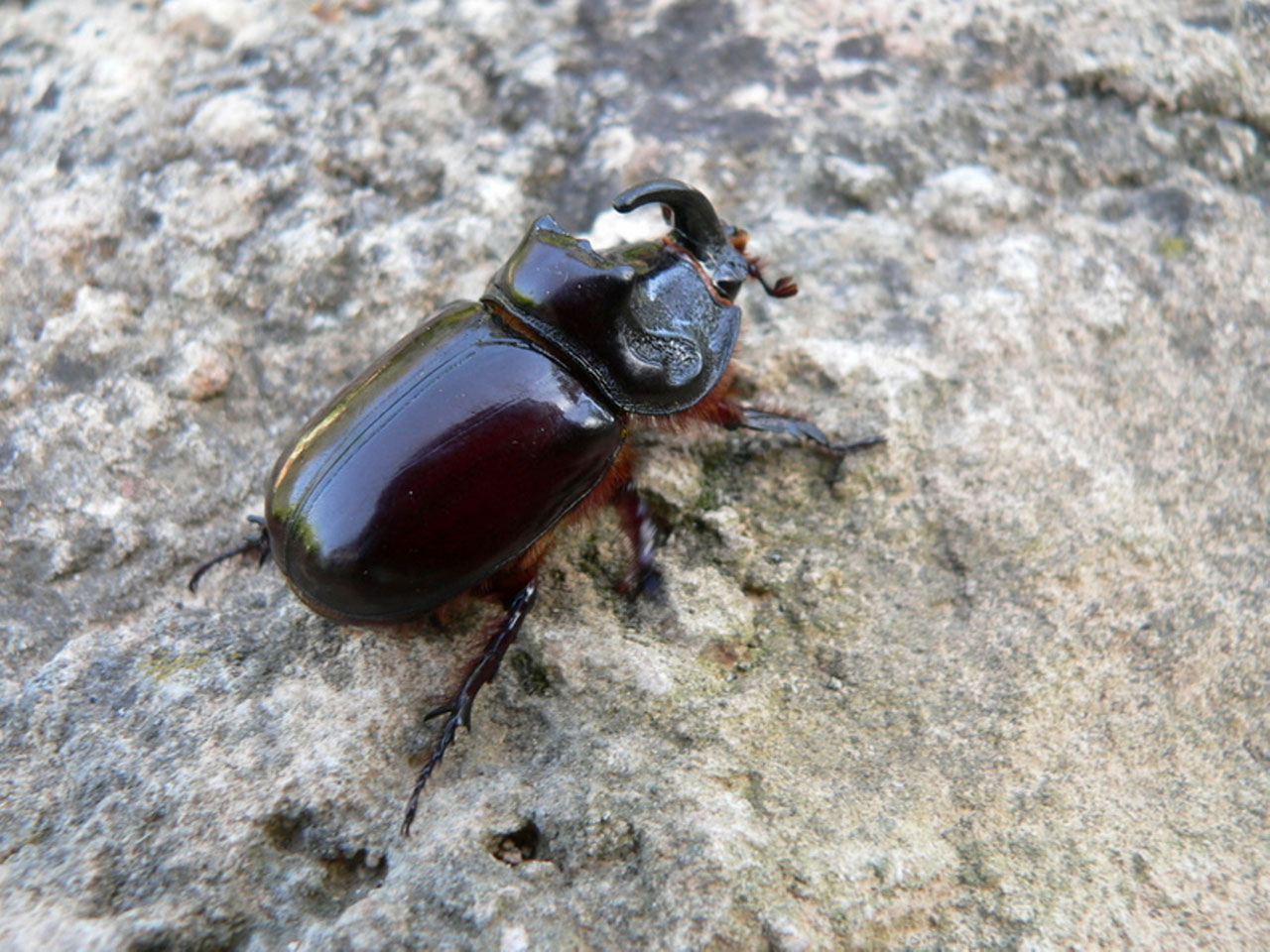 nature rhinoceros beetle 2 free pictures free photo