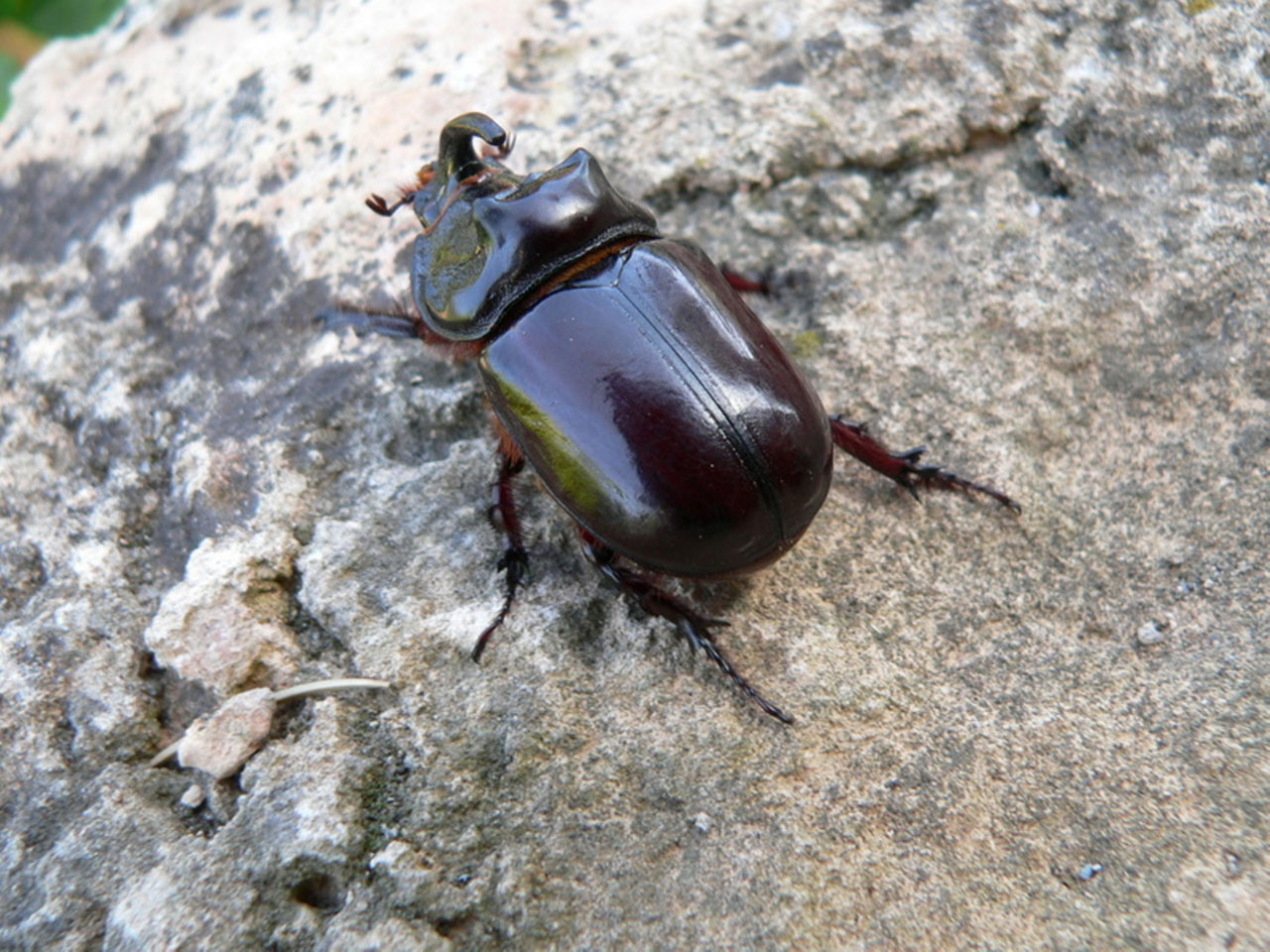 nature rhinoceros beetle 3 free pictures free photo