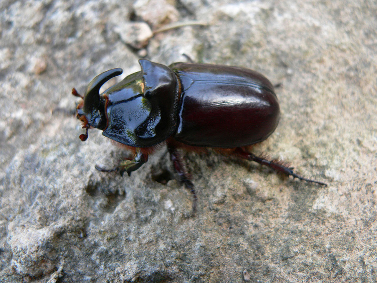nature rhinoceros beetle 5 free pictures free photo
