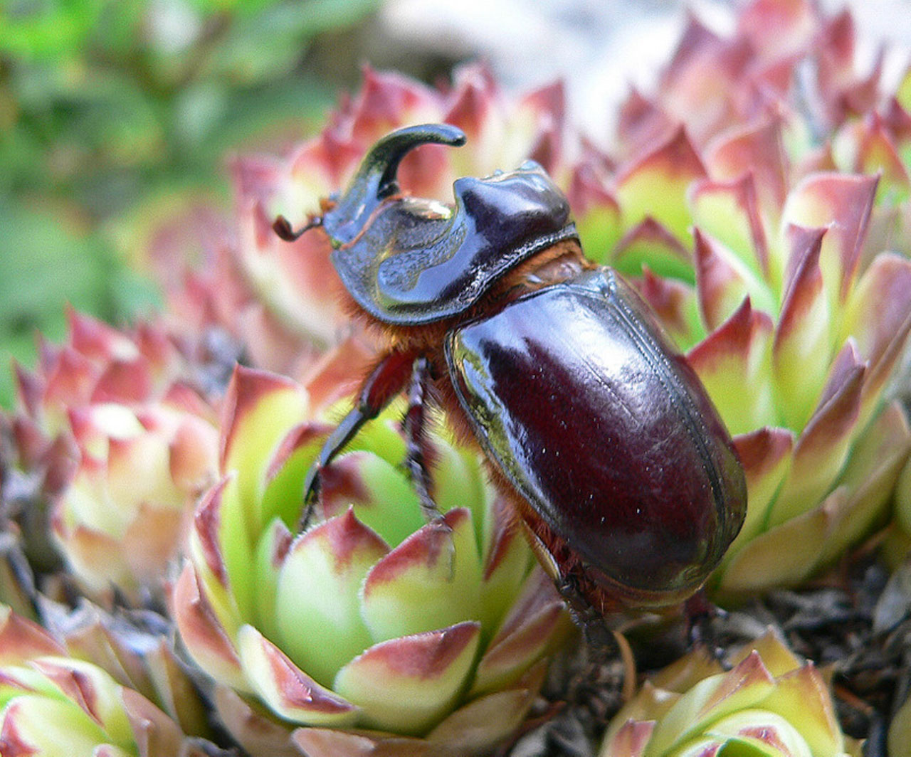 nature rhinoceros beetle 6 free pictures free photo
