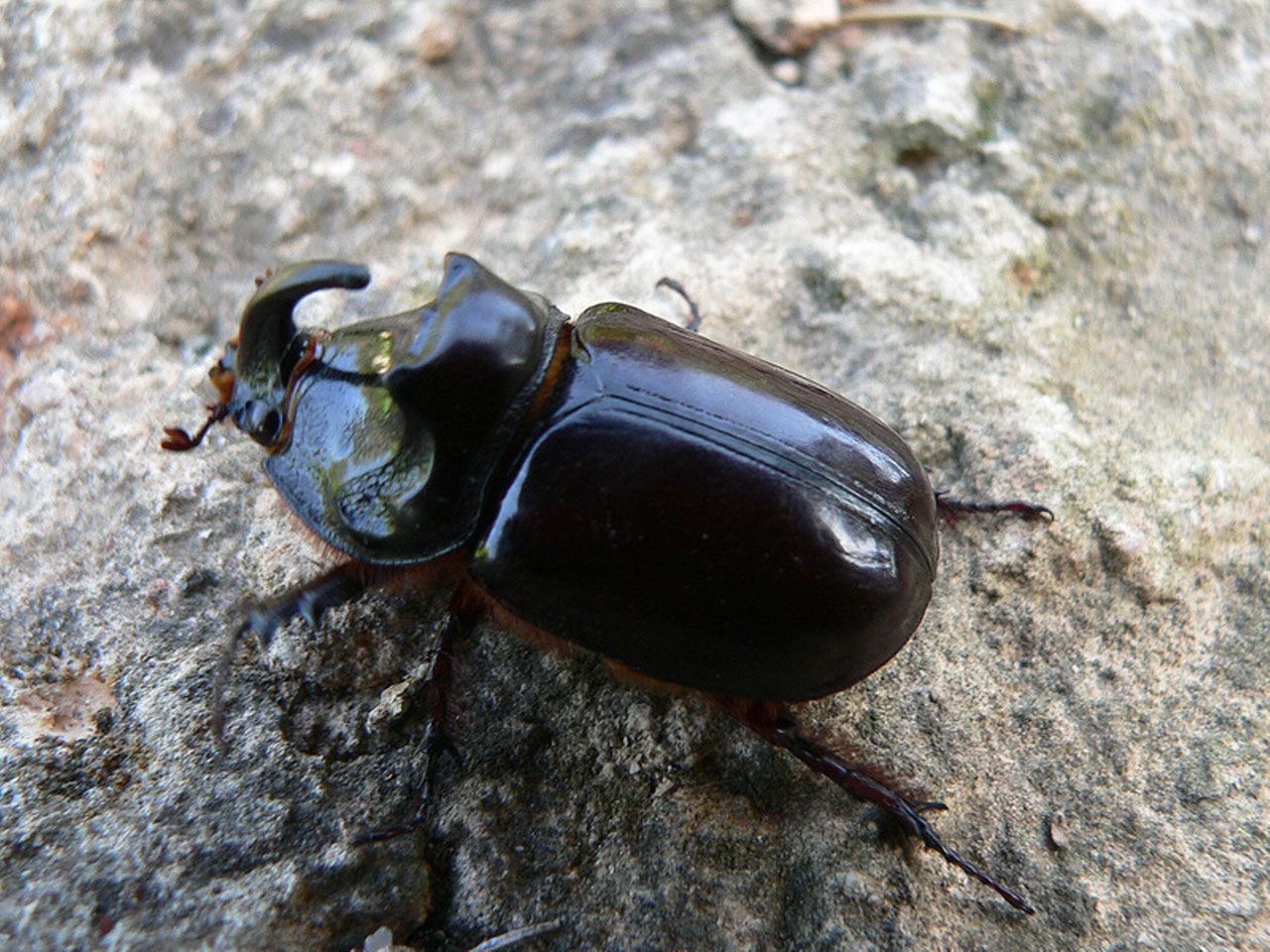 nature rhinoceros beetle 7 free pictures free photo