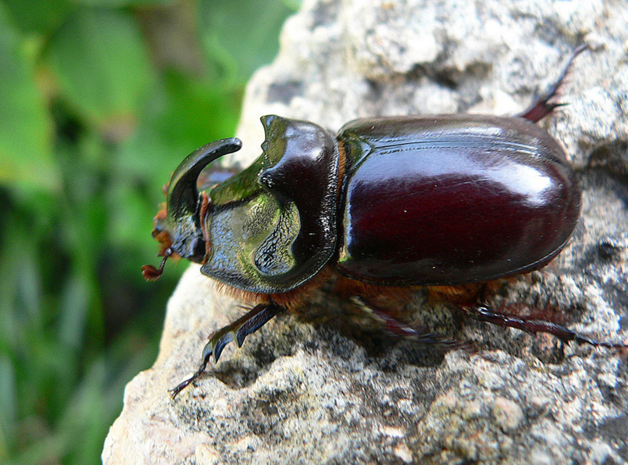 nature rhinoceros beetle 8 free pictures free photo