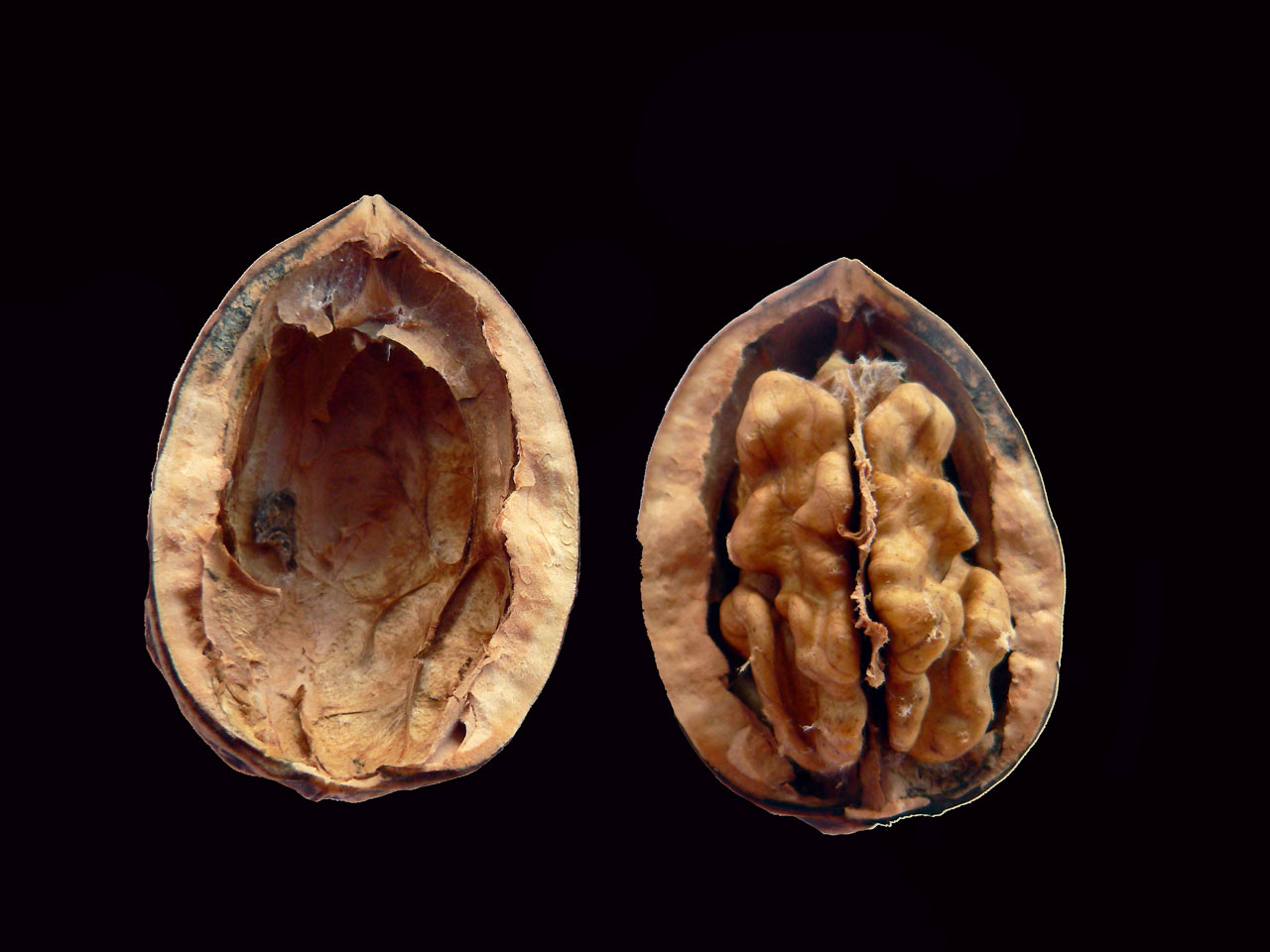 plants nuts walnuts free photo