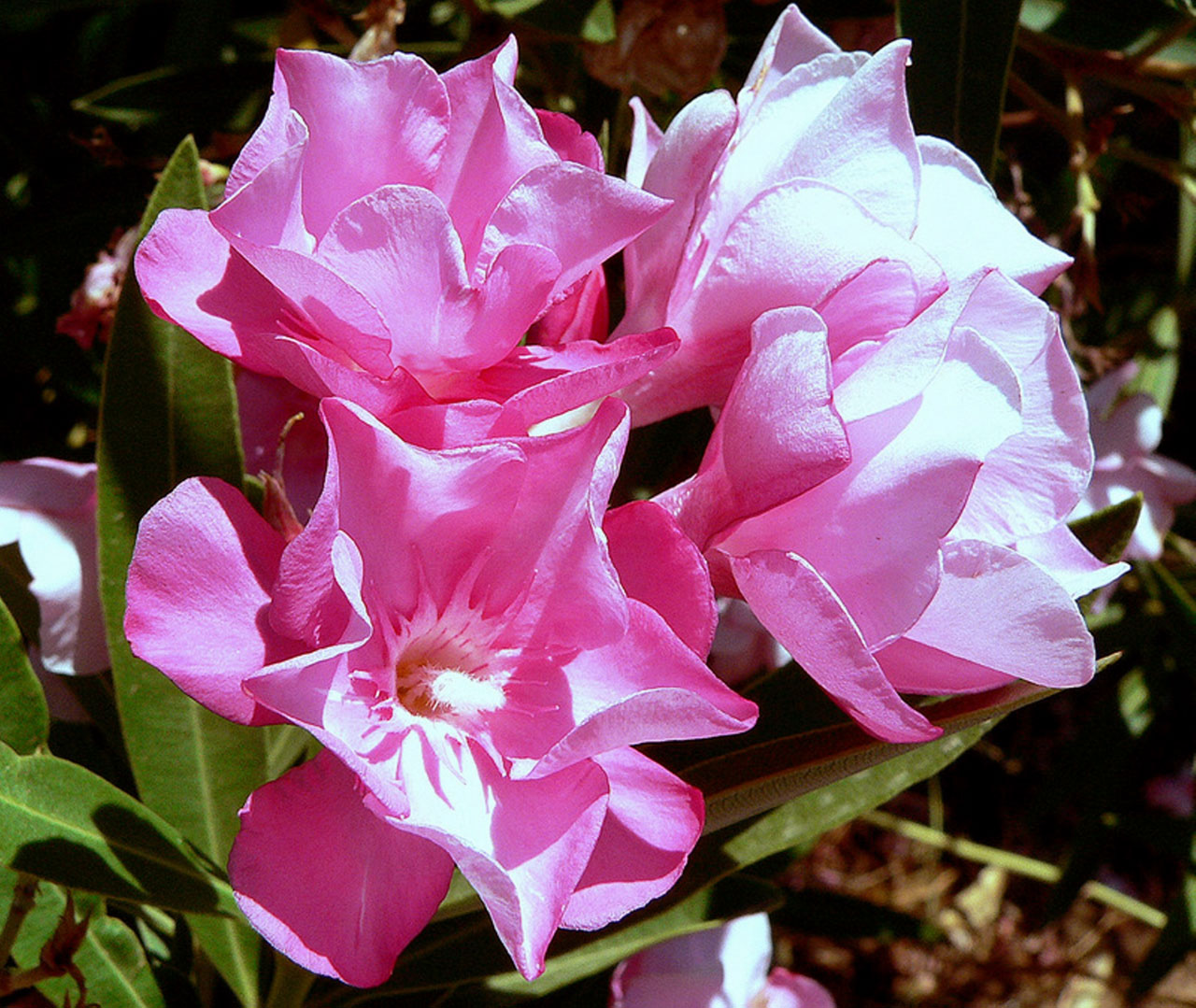 flowers plants oleander free photo