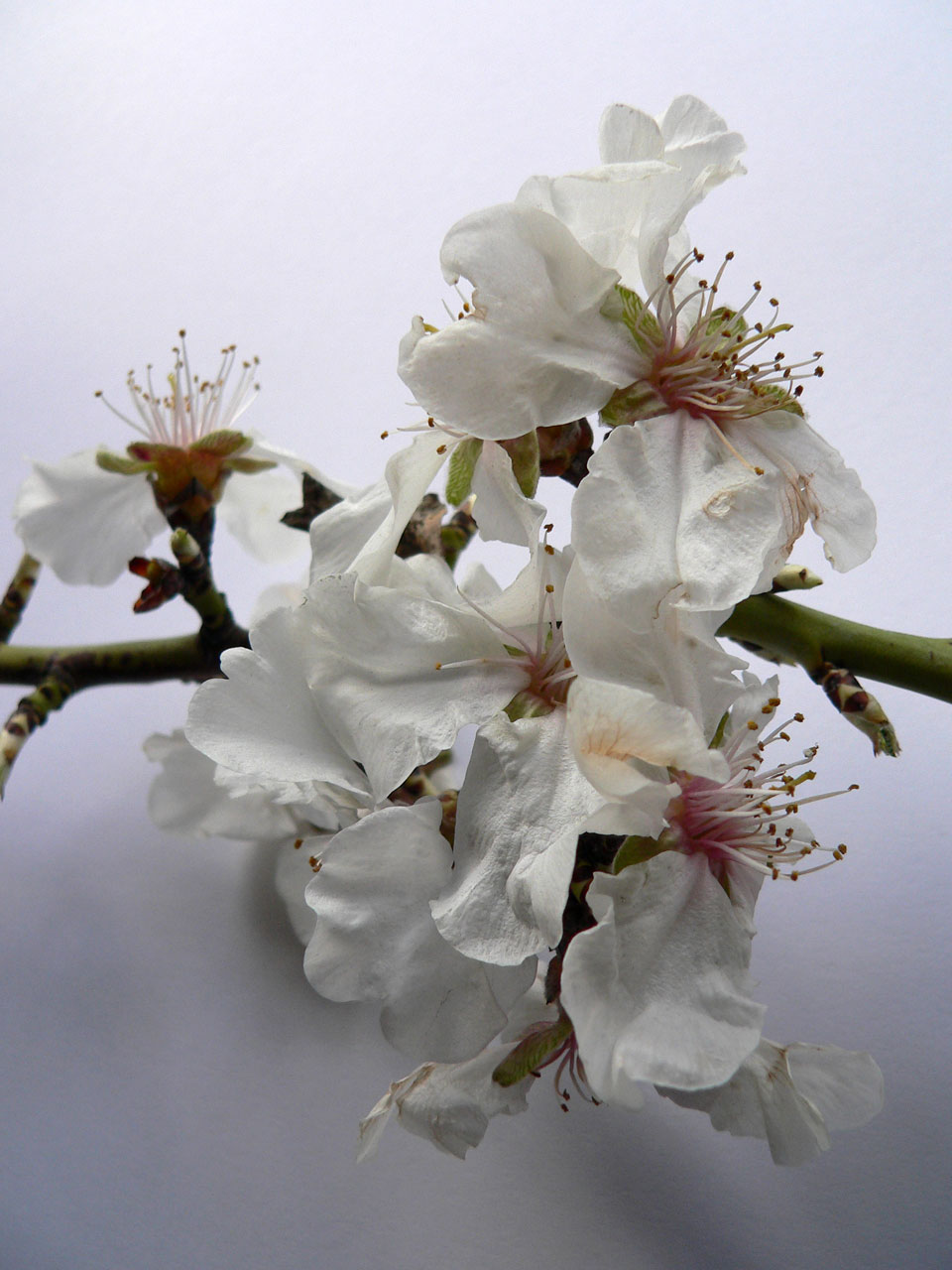 flowers plants almond blossom free photo