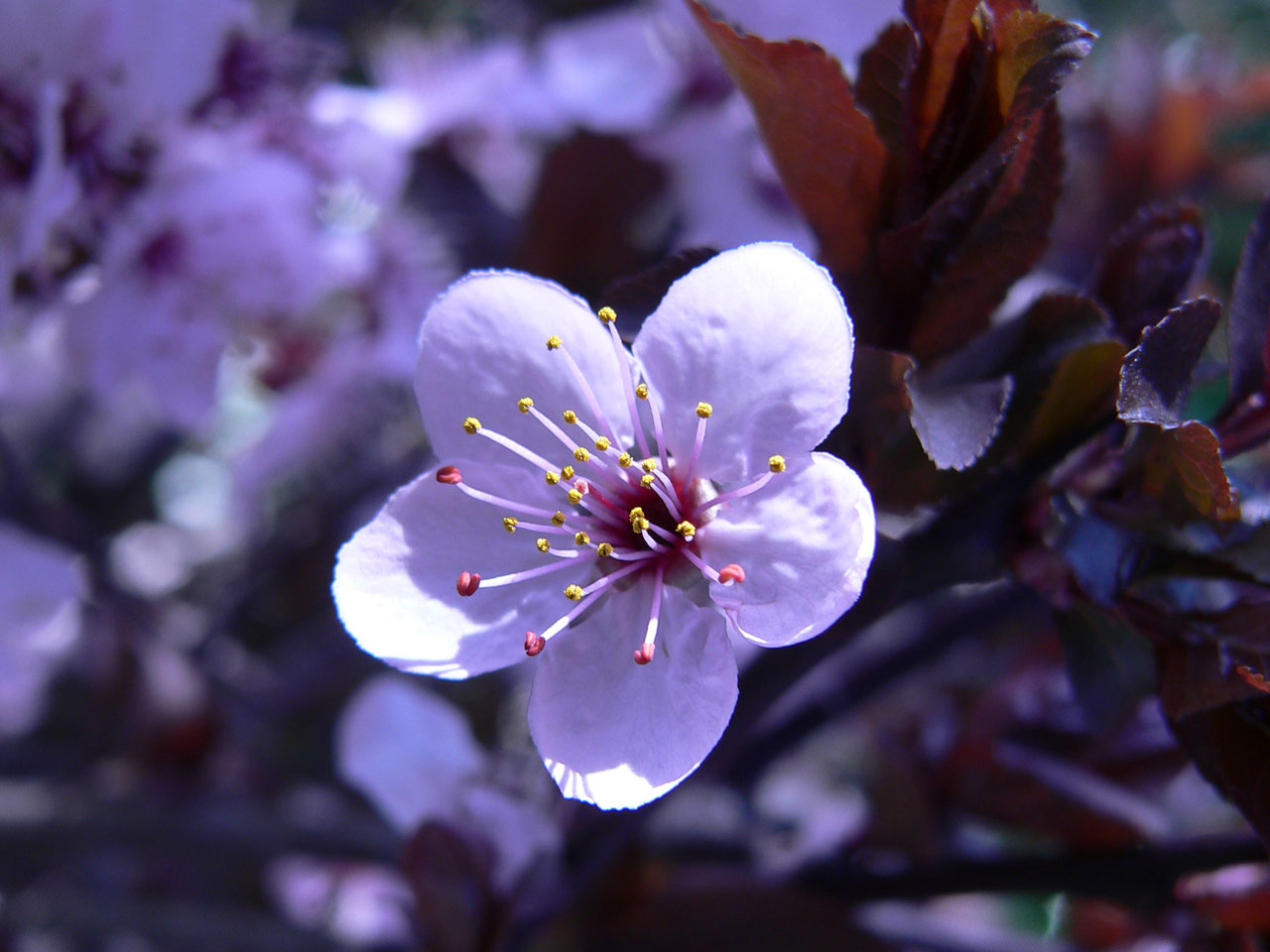 flowers flowers and plants free pictures free photo