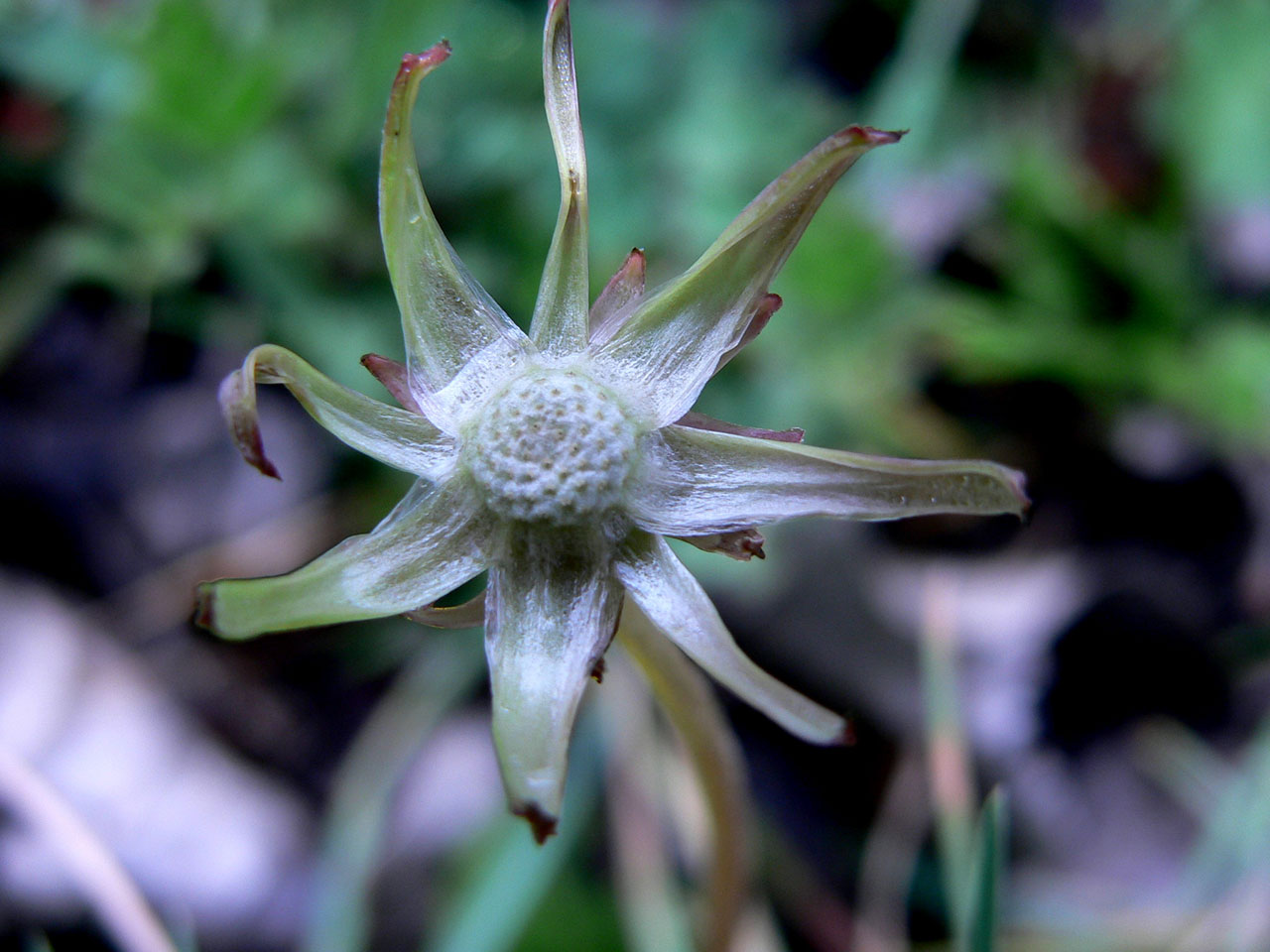 flowers plants tiny flowers free photo