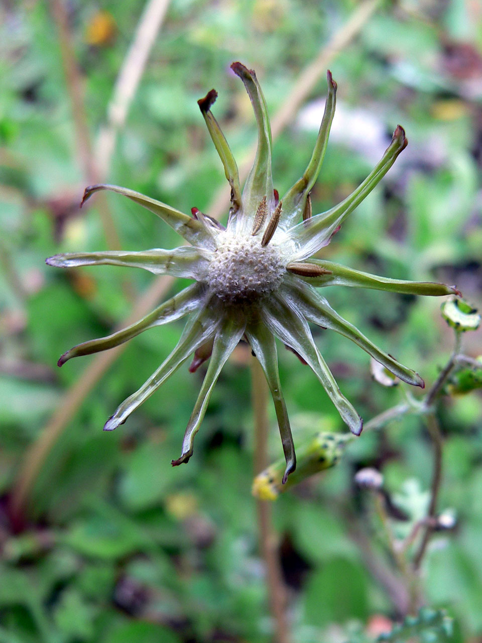 flowers plants tiny flowers free photo