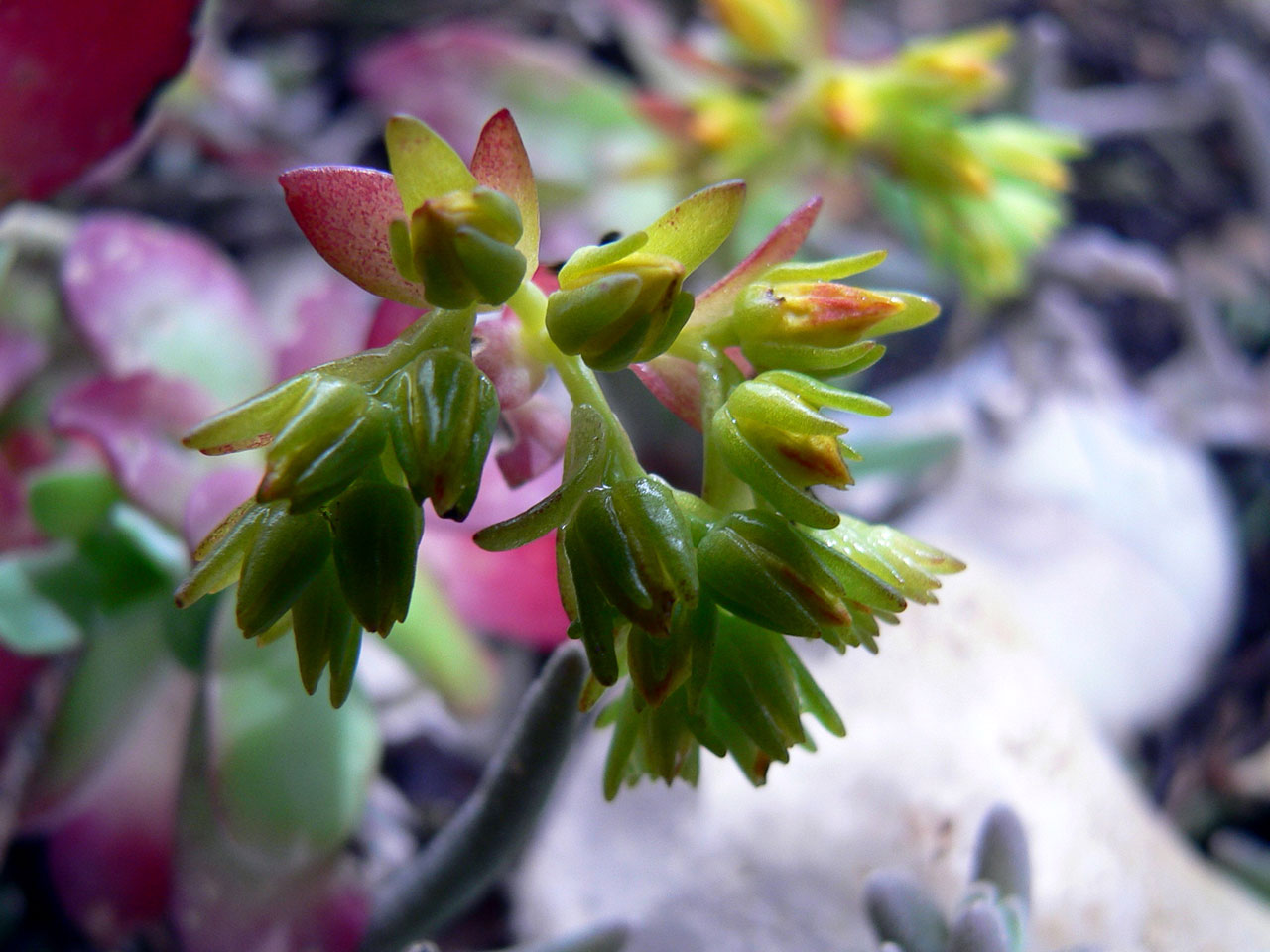 flowers plants tiny flowers free photo