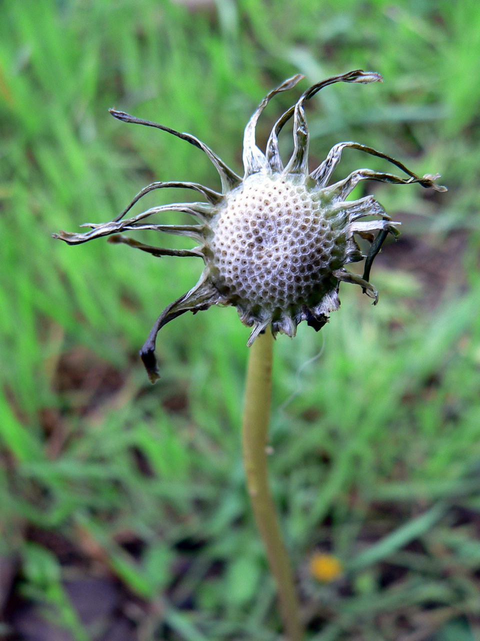 flowers plants tiny flowers free photo