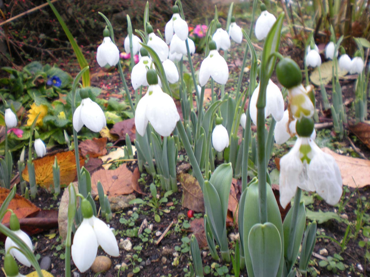 snowdrops spring flowers free pictures free photo