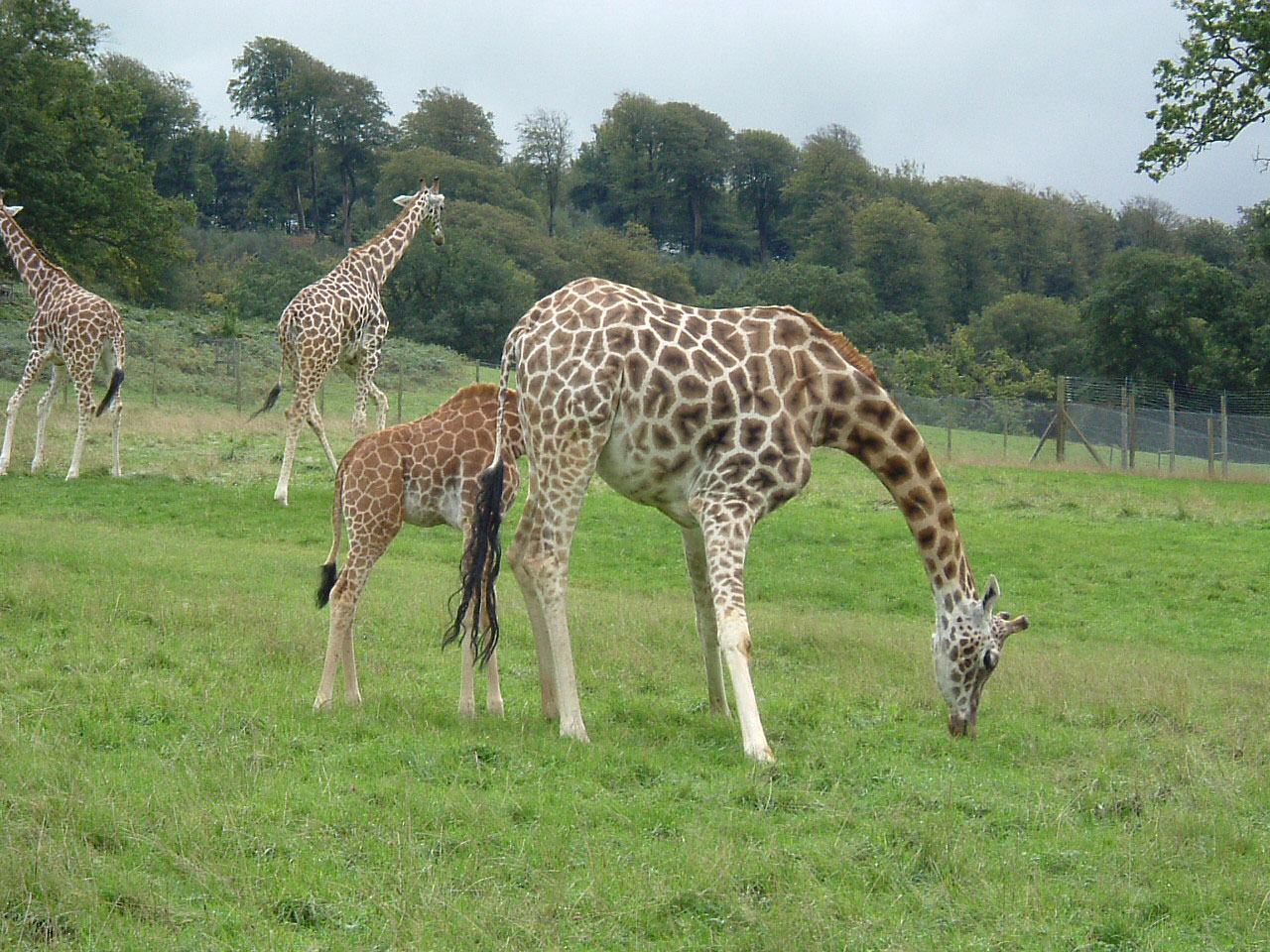giraffe zoo baby free photo