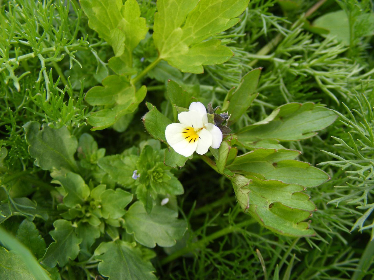 flower purple white free photo