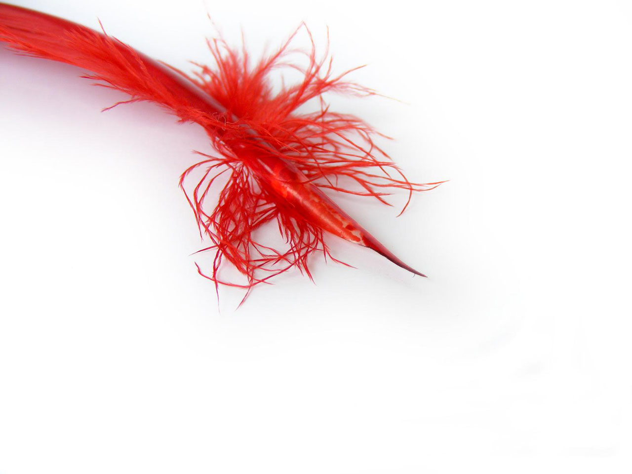 red writing feather free photo