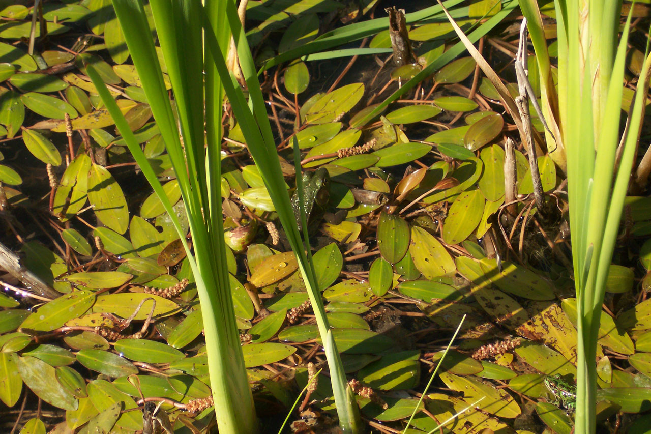 frog pond summer free photo