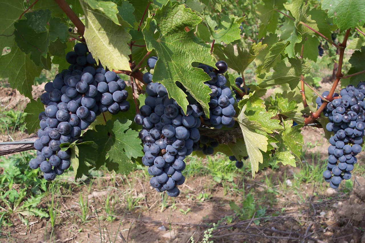 grapes fruit september free photo