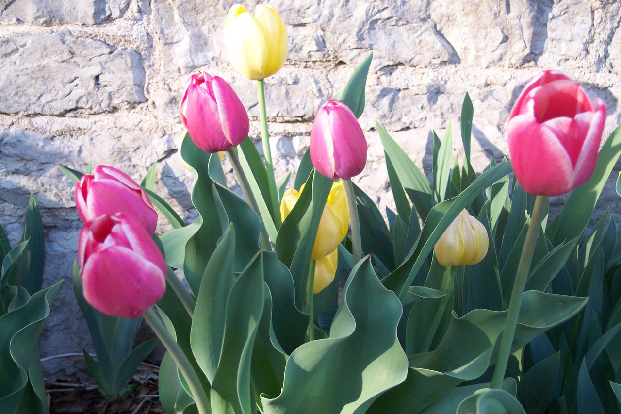 flowers spring tulips free photo