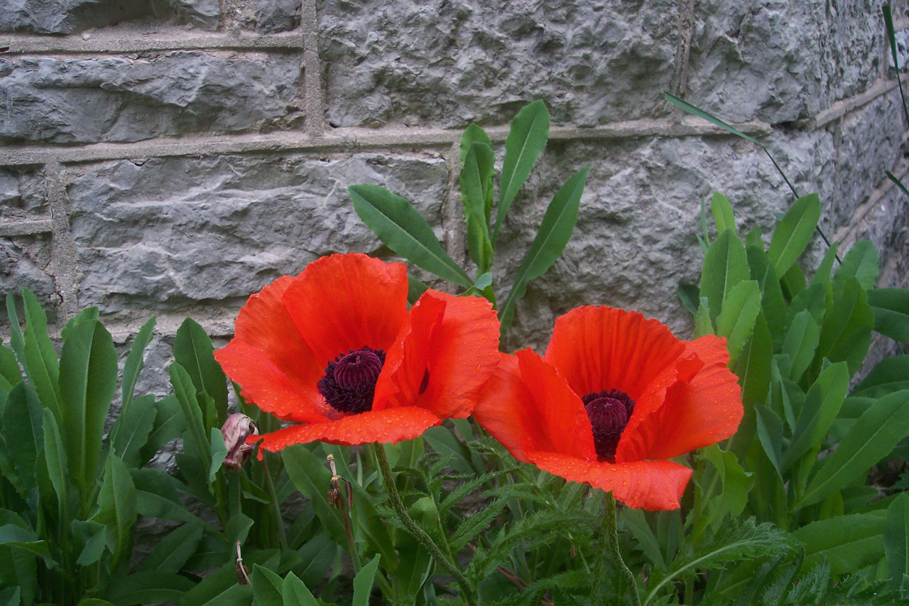 poppy flowers red free photo