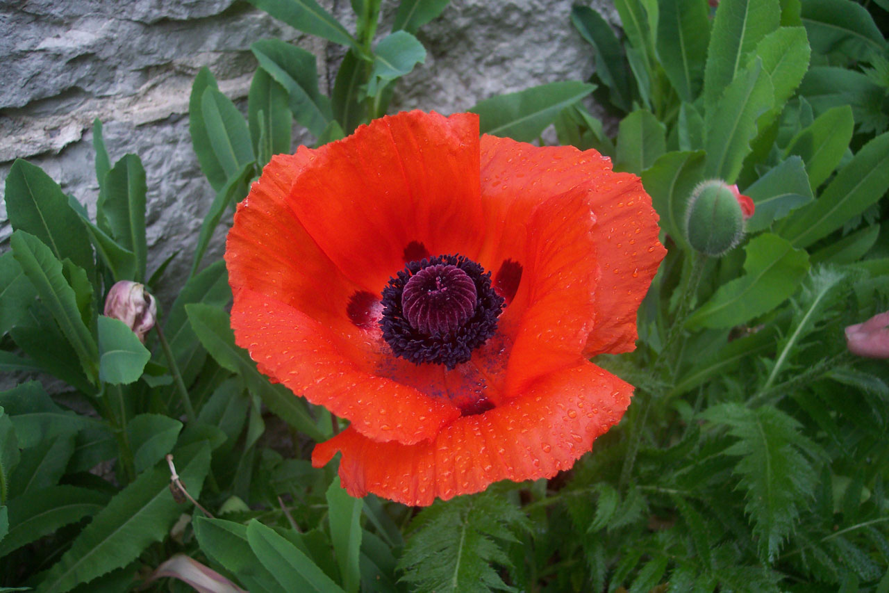 poppy red flower free photo