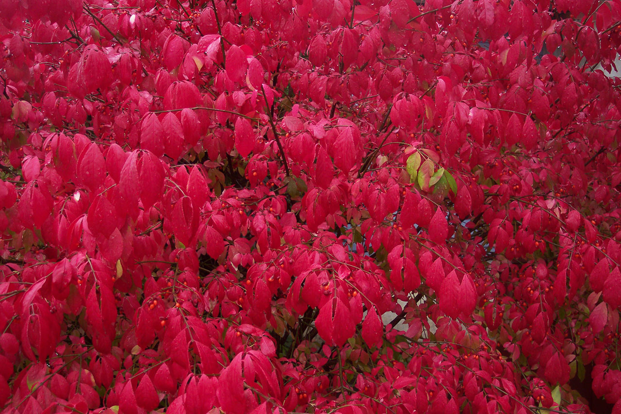 leaves red leaves free pictures free photo