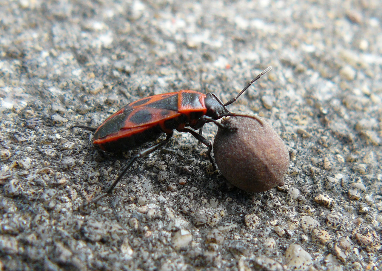 beetle linden seed free photo