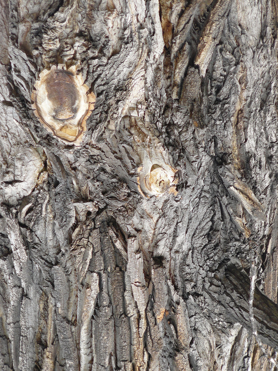 bark tree corticate free photo