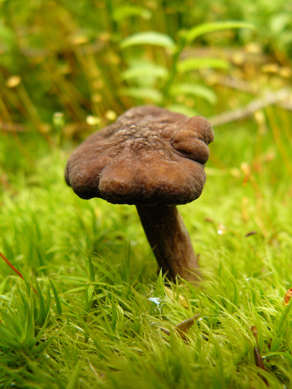 mushroom fungus wild mushroom free photo