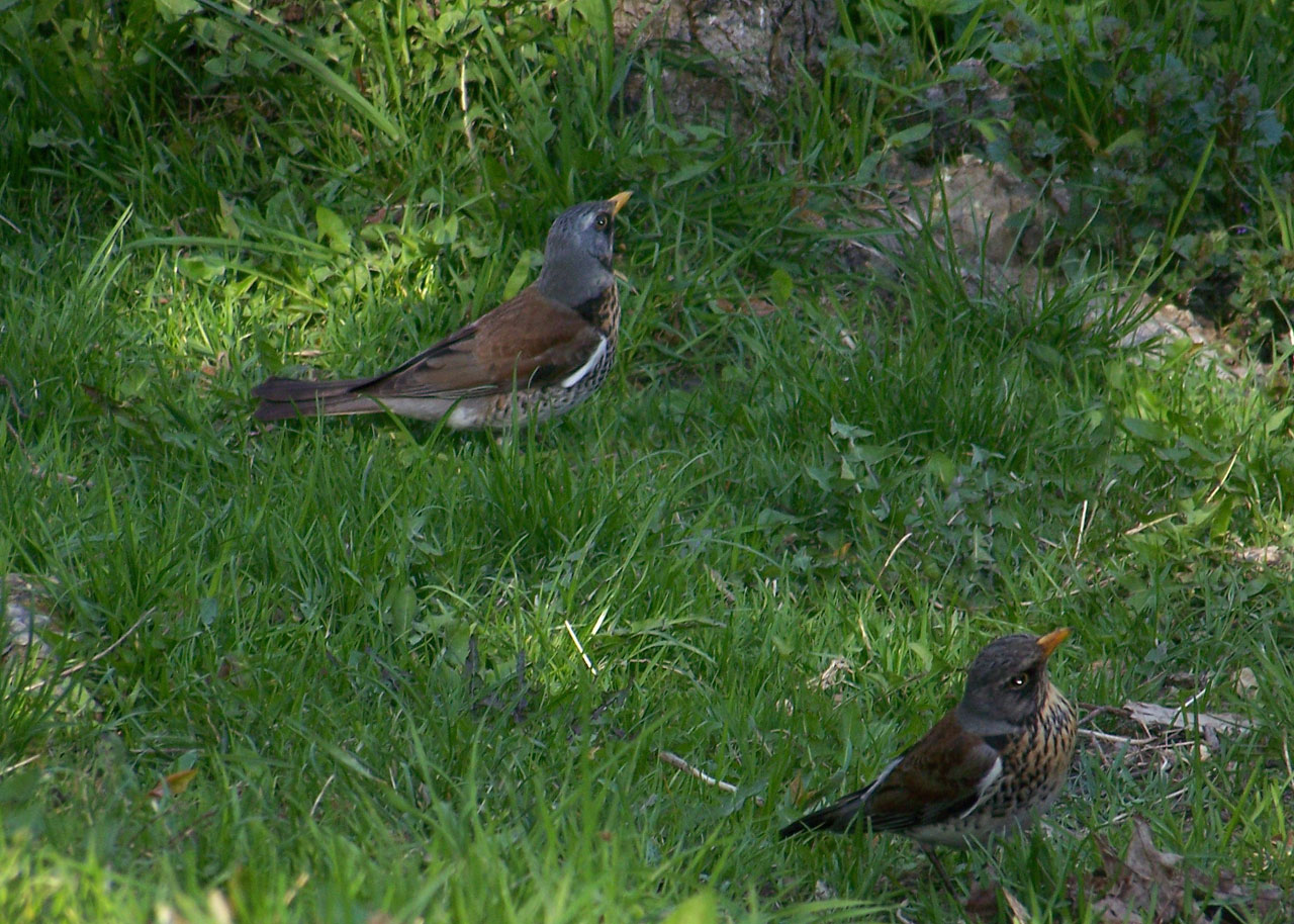 birds couple spring free photo