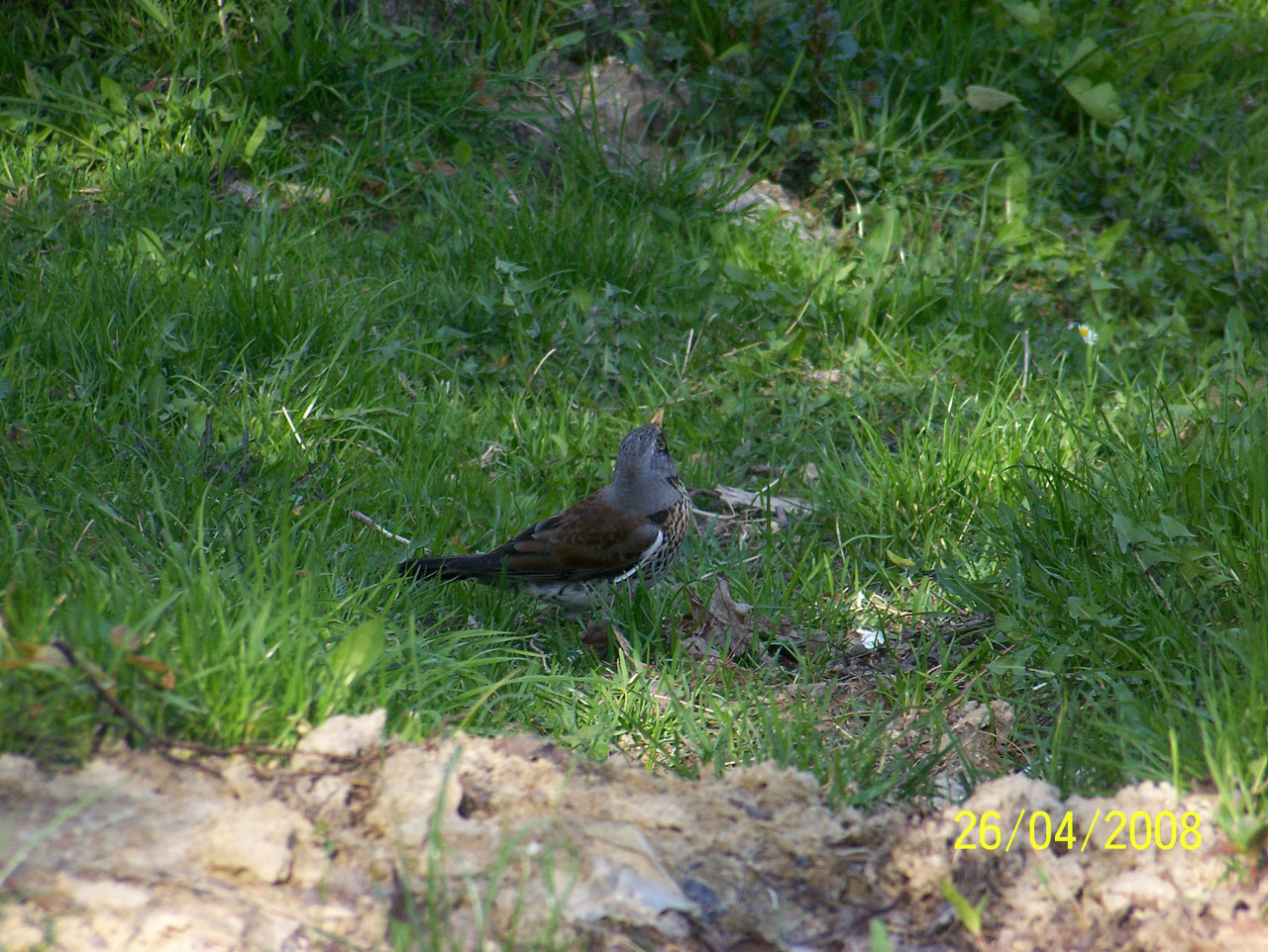 spring bird meadow free photo