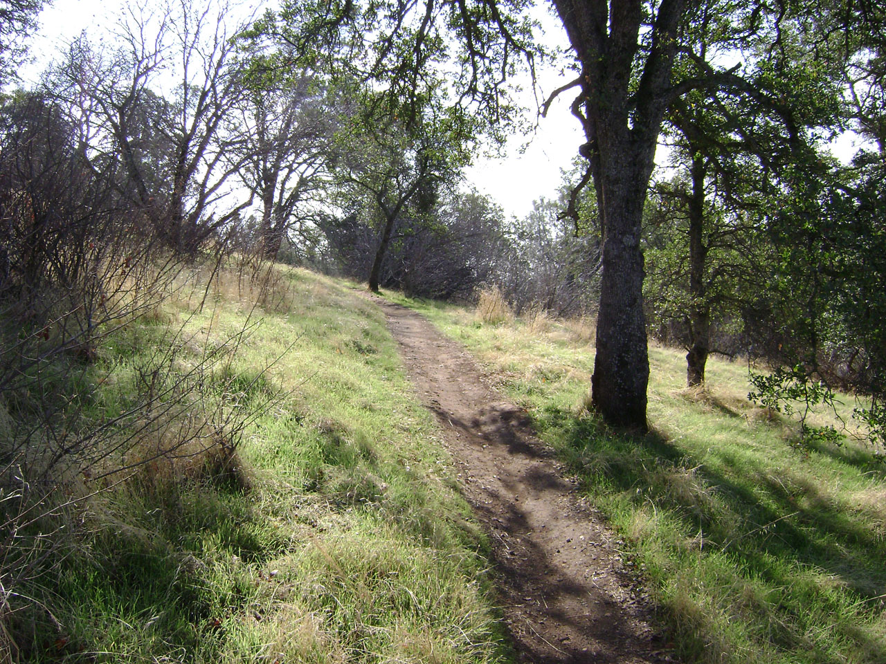 nature trail path free photo