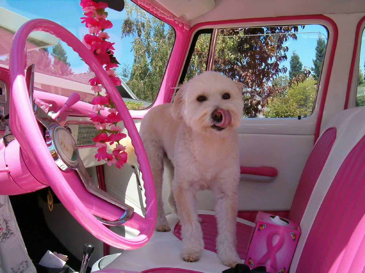 pink car dog free photo