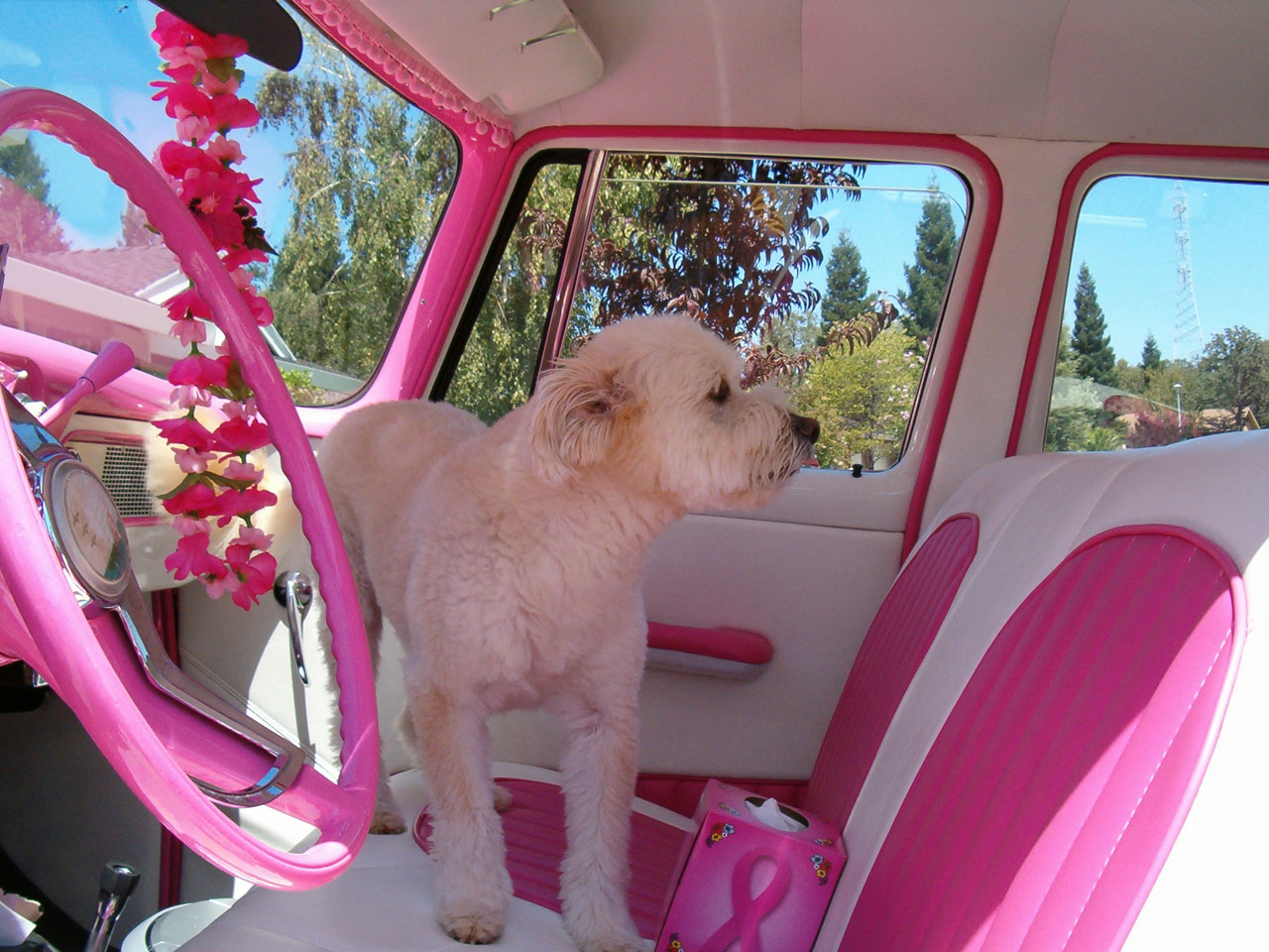 pink car dog free photo