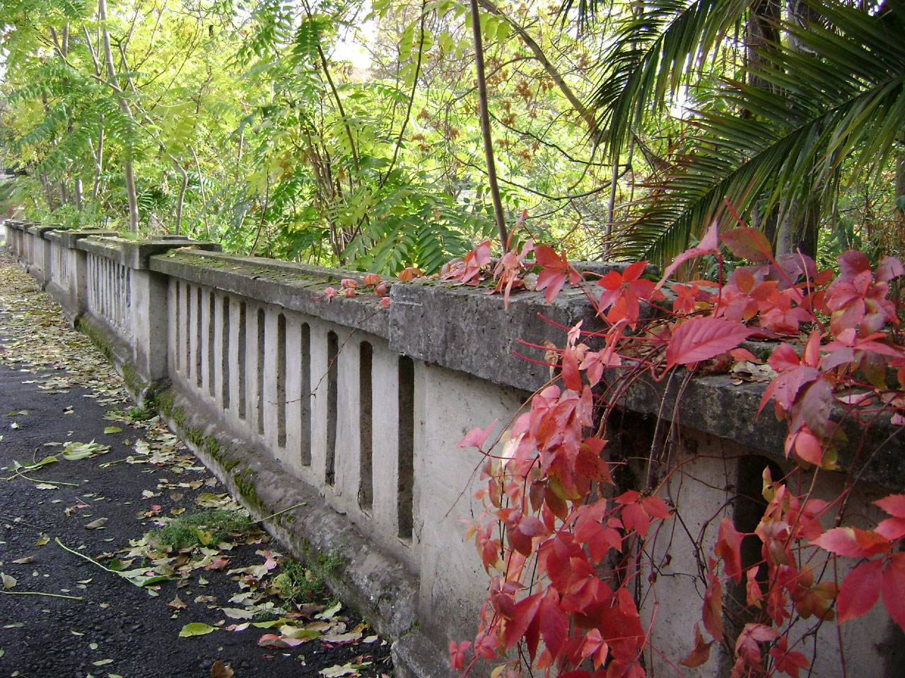 bridge vines flowers free photo