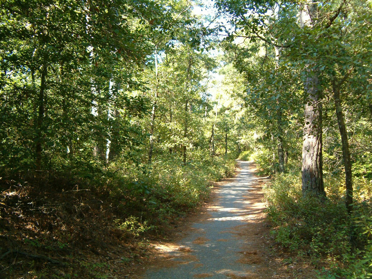 trail hiking woods free photo