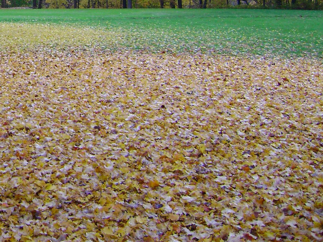 background leaves background leaves free photo