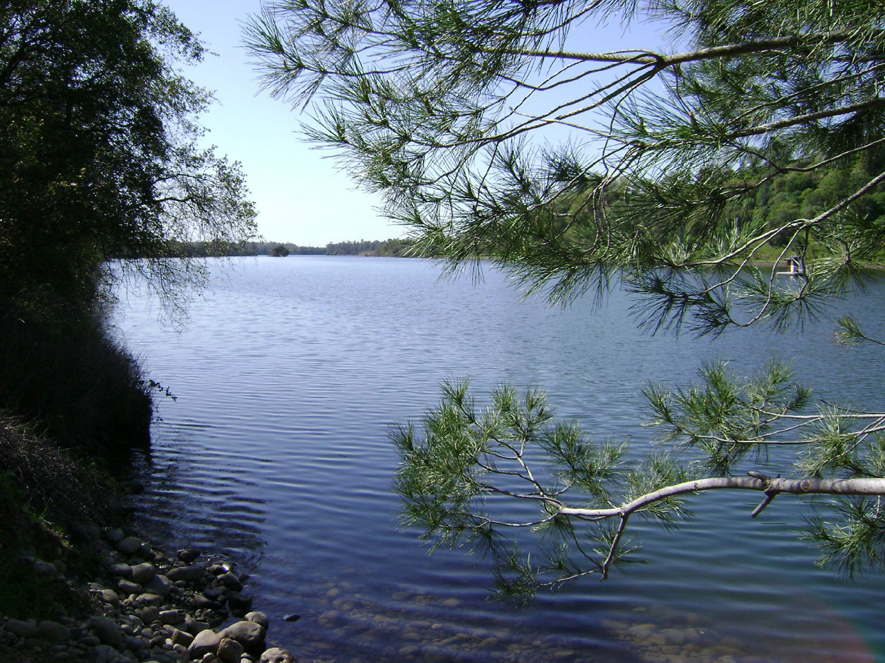 lake pine water free photo