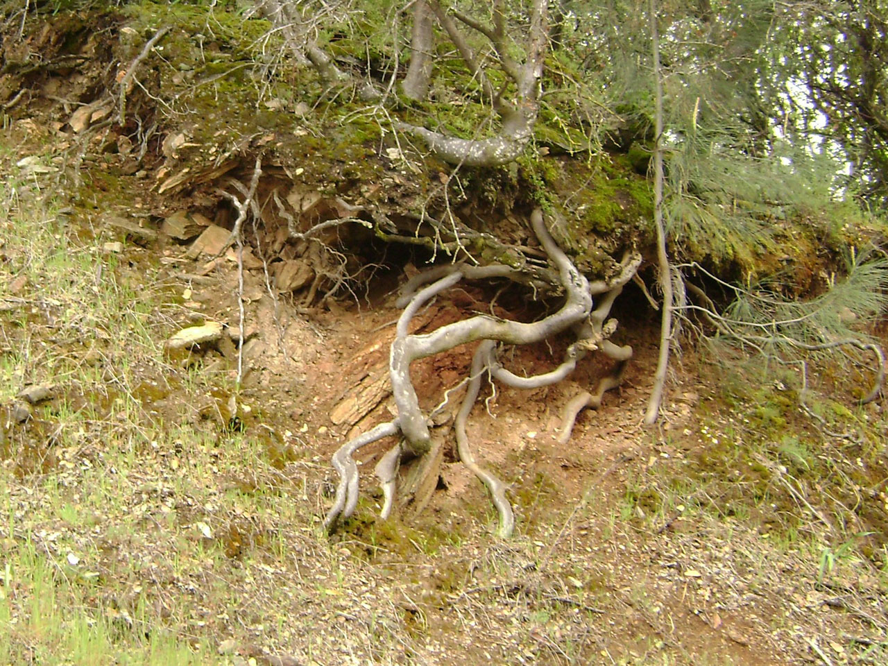 tree roots tree roots free photo