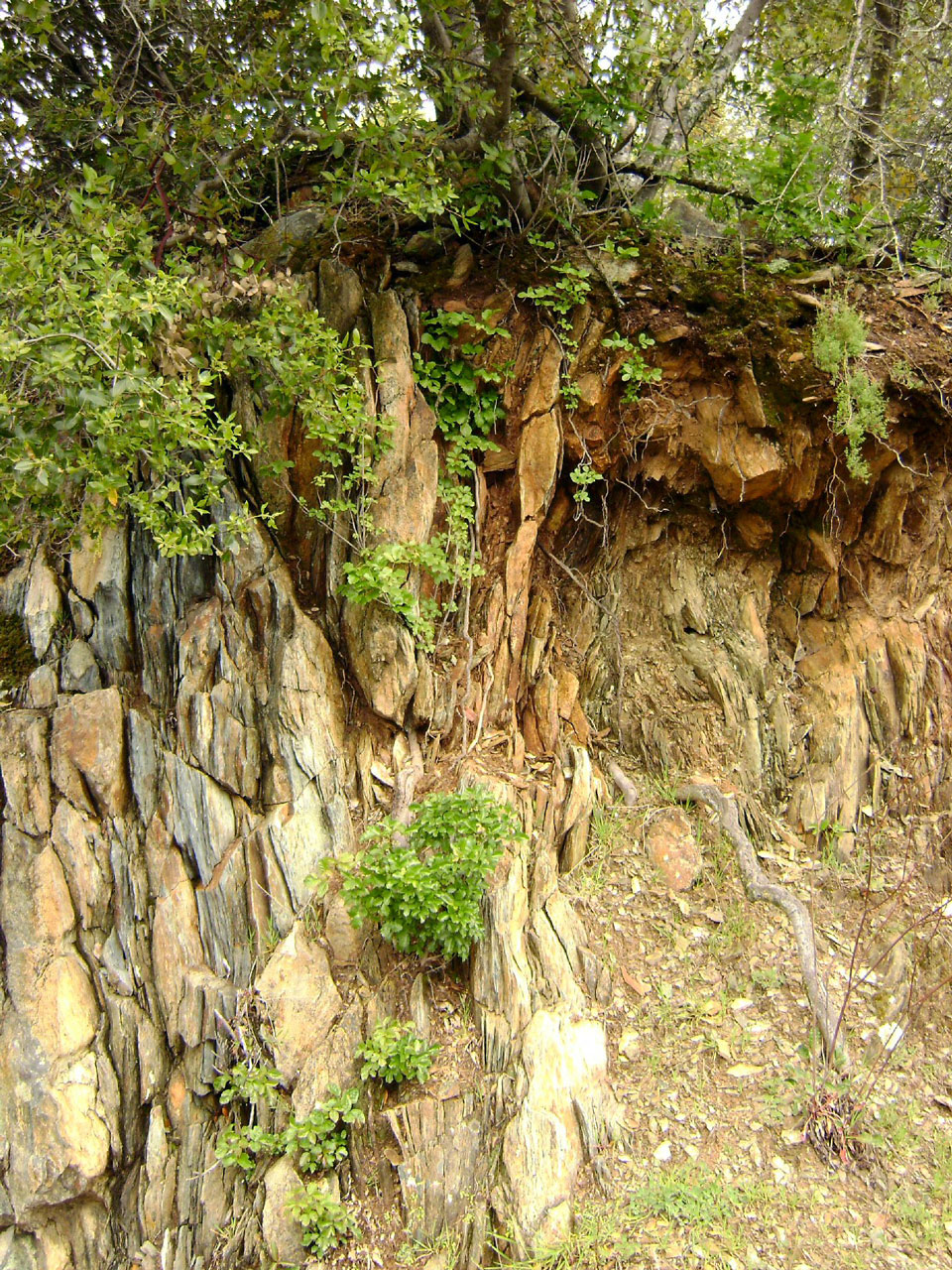 rock cliff plants free photo