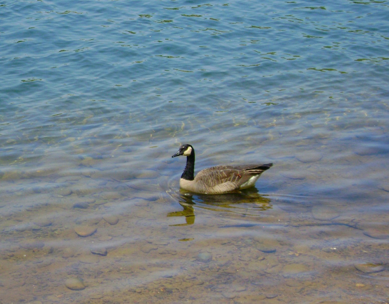 goose water goose 1 free photo