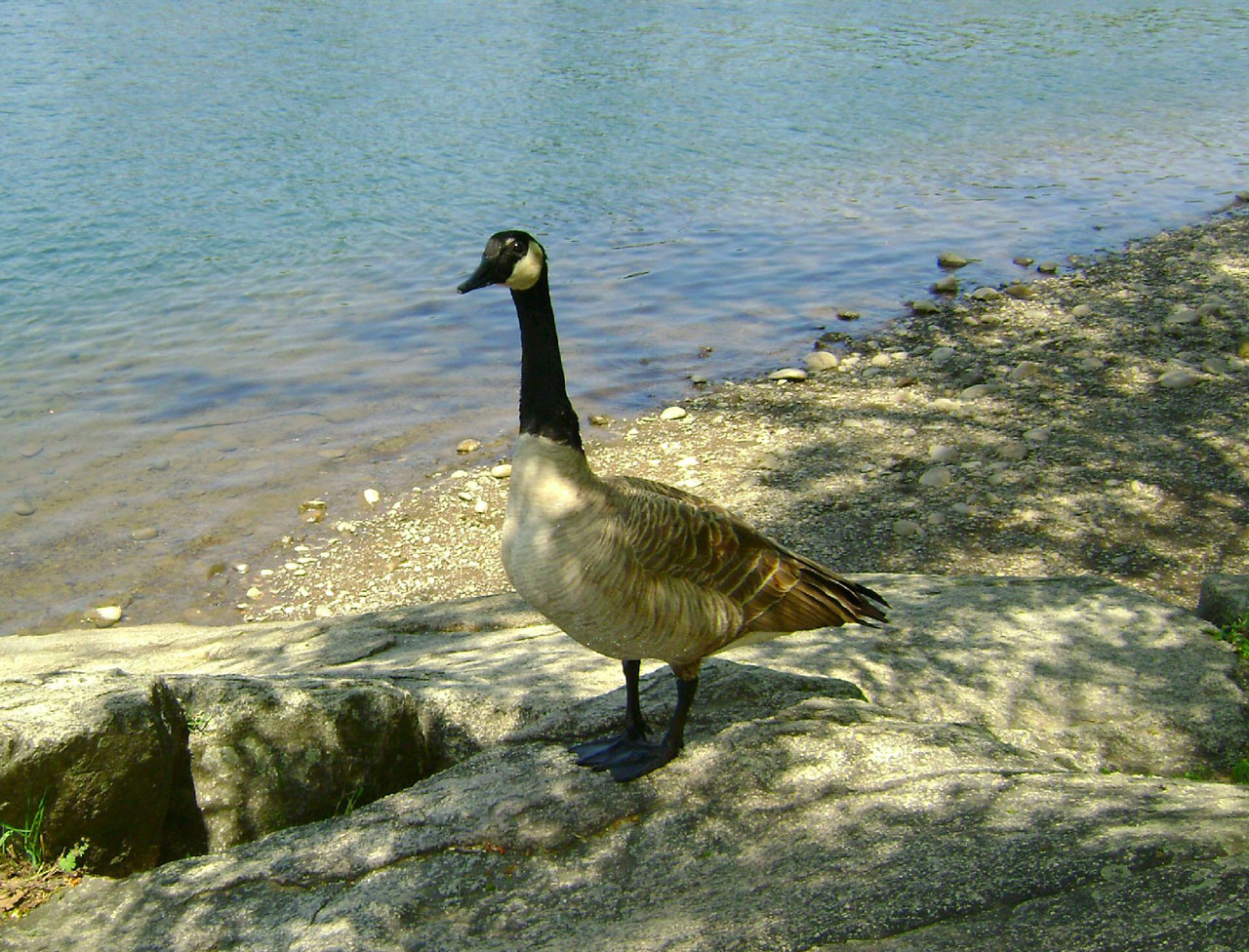 goose rock goose rock 2 free photo